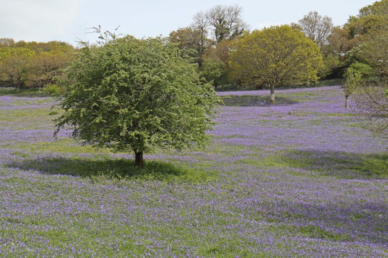 Lovaton Farmhouse Okehampton Buitenkant foto
